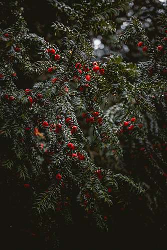 ornament small red fruits plant
